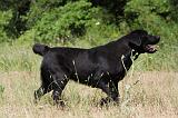 LABRADOR 969